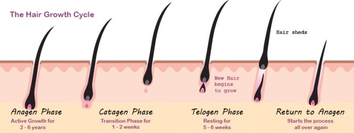 Diagram showing the four stages of the hair growth cycle including anagen, catagen, telogen and exogen phases for healthy hair