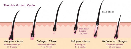 Diagram showing the four stages of the hair growth cycle including anagen, catagen, telogen and exogen phases for healthy hair